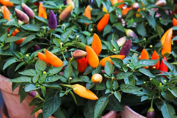 ripe orange hot chili peppers on the plant.