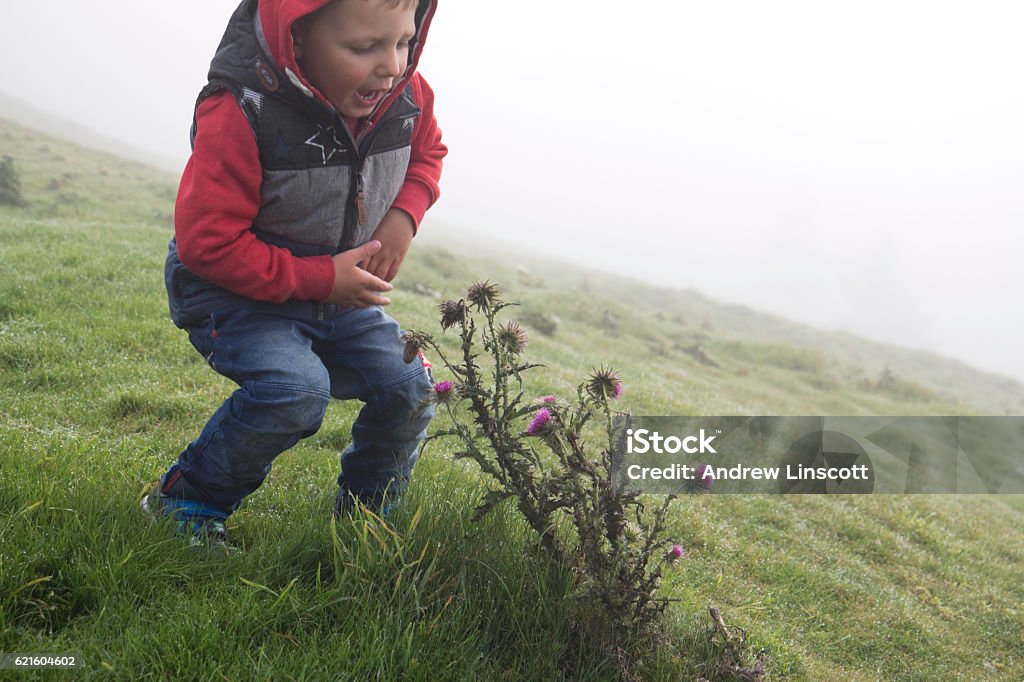 Thistles on a cold wet October morning A young boy of three years old touching a thistle plant in a field on a wet, cold October morning in North Yorkshire, England, UK Child Stock Photo