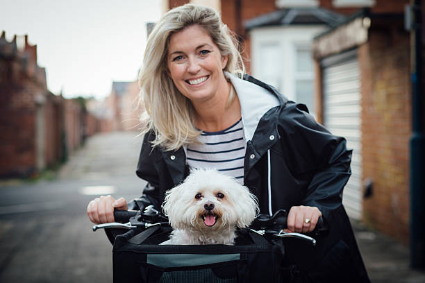 Happy Dog in a Bicycle Basket