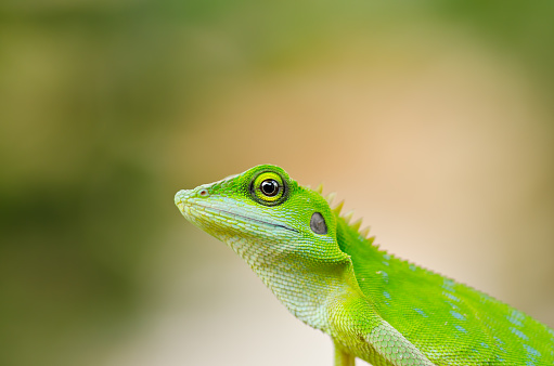 Leopard gecko living inside of a terrarium. Animal behaviour : hunting gecko, Looking over the grasshopper.