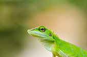 Beautiful green gecko lizard