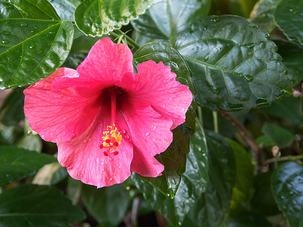istock Red Hibiscus Flower 621605354