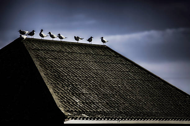istock Dark and dreamlike image of birds on a rooftop 621605950
