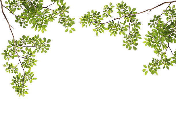 istock Green leaves isolated on white background 621606392