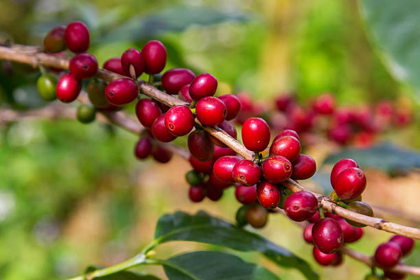 istock Coffee beans ripening on tree in North of Thailand 621606832