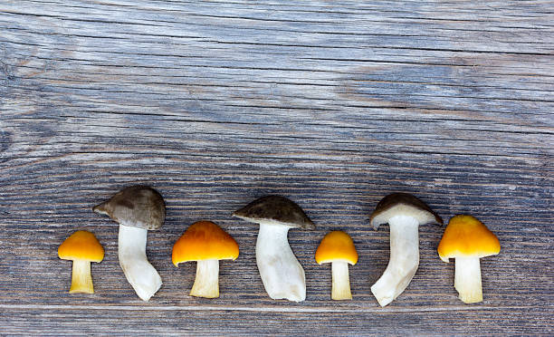 istock Fresh Forest Mushrooms On Old Wooden Board 621607260