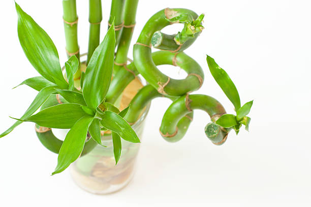 istock Sander Dracaena (lucky bamboo) in a glass of water. 621608416