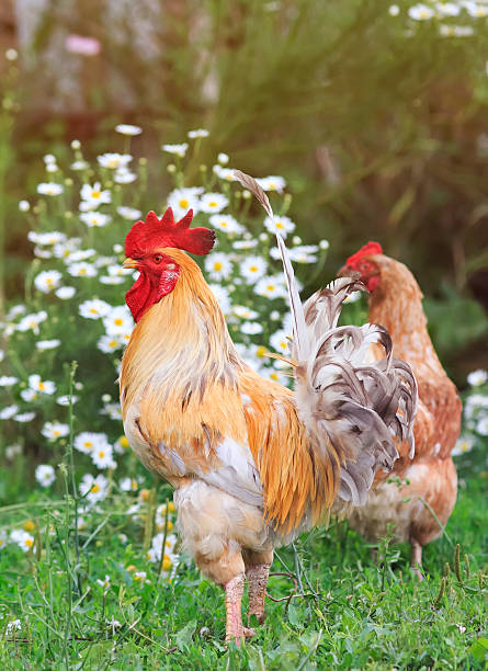istock bright red rooster on the farm 621608684