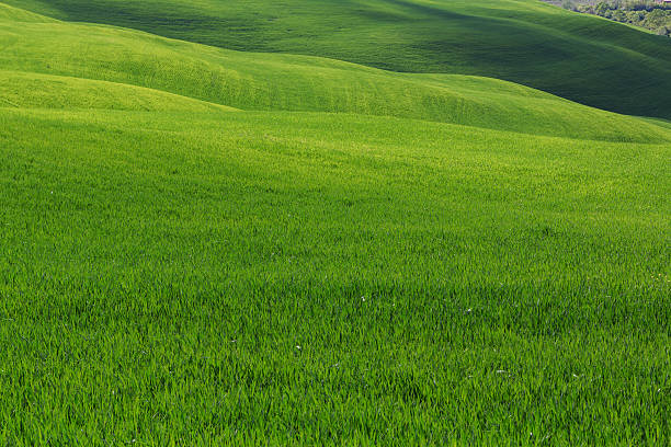 istock Typical Tuscany landscape, green hills springtime 621608884