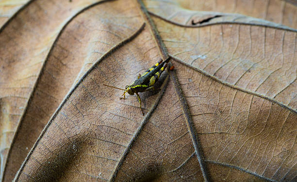 носорог  - tiger beauty in nature insects nature стоковые фото и изображения