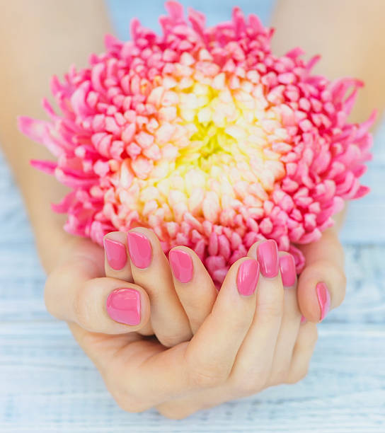 istock Pink manicure and daisy flower 621610478