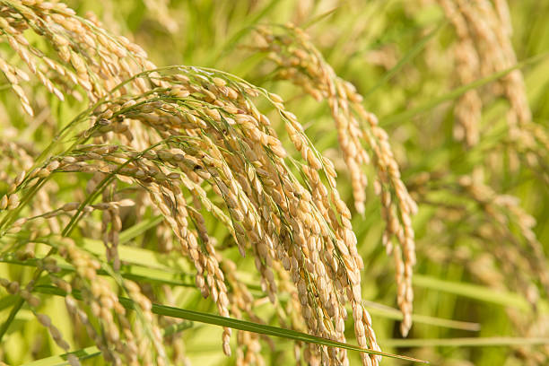 istock Rice before harvest that is colored in golden 621613528
