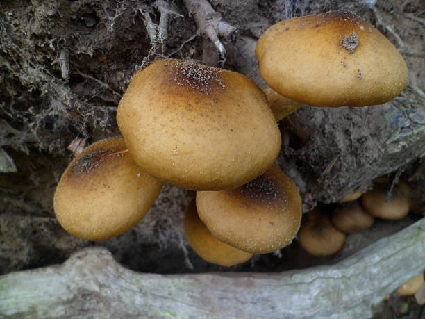 istock Sulphur tuft wild mushroom (Hypholoma fasciculare) 621615322
