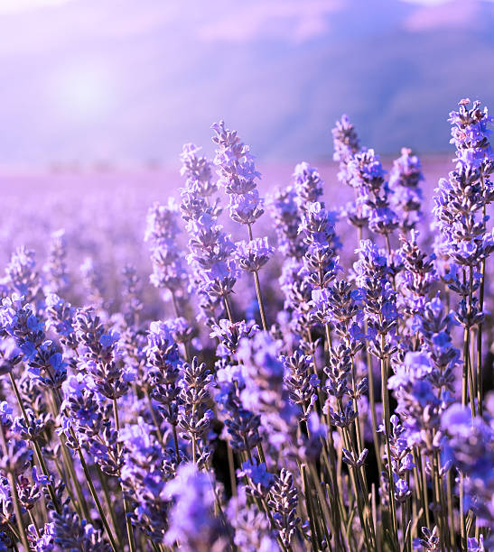 istock Lovely sunny purple lavender flower background 621686962