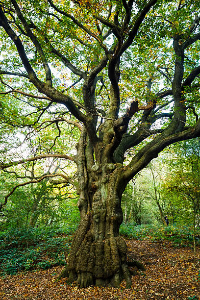 istock Tree in the forest with yellow leaves in Autumn. 621688672