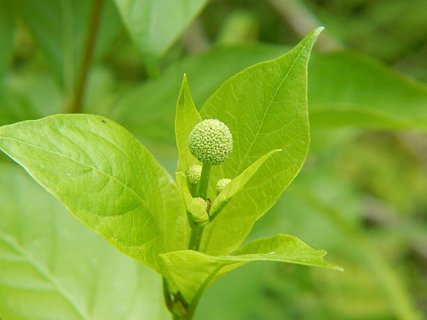 Buttonbush Flower Buds stock photo