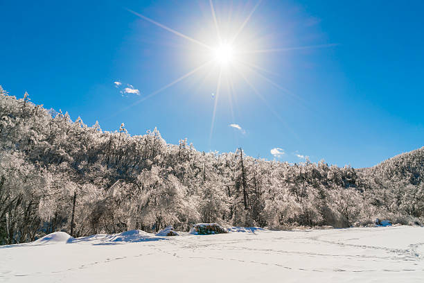 istock Trees covered with snow in winter 621689532