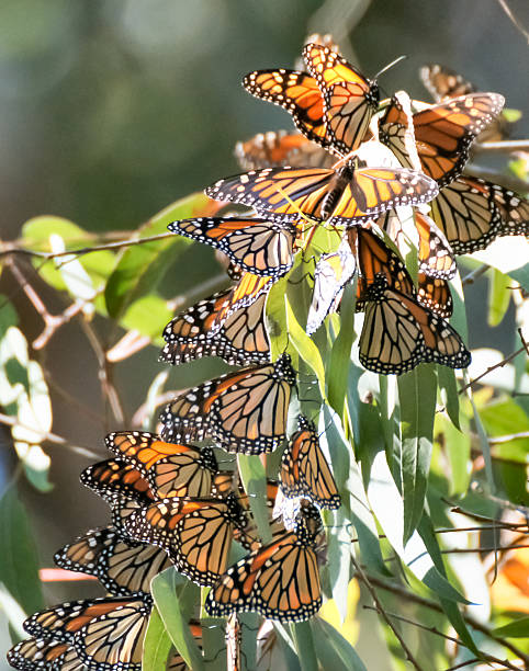 monarch schmetterlinge-tiger plexippus - wäldchen stock-fotos und bilder