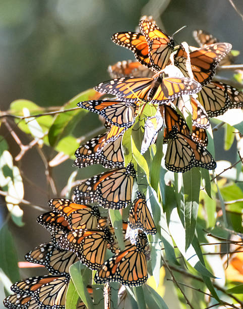 istock Monarch butterflies - Danaus plexippus 621690204