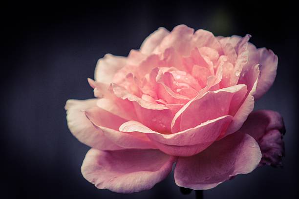 Autumn Rose In The Rain stock photo