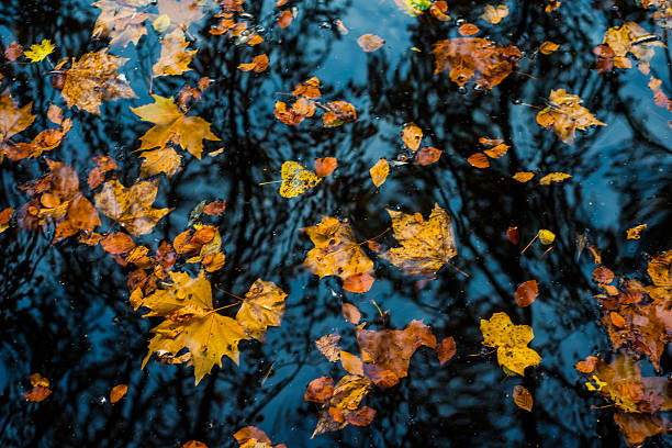 istock Autumn leaves in a lake 621690402