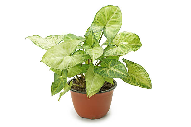 istock houseplant Syngonium 621690636