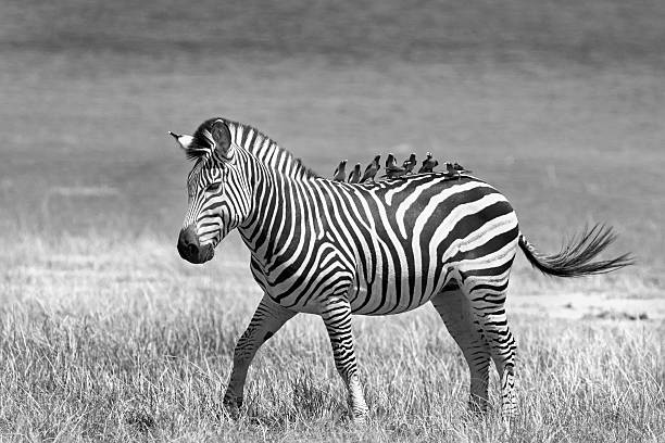 istock Lone Zebra with eight oxpeckers on it's back 621690666