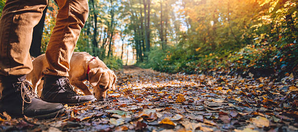 개와 함께 가을 숲에서 하이킹하는 남자 - pets winter horizontal outdoors 뉴스 사진 이미지