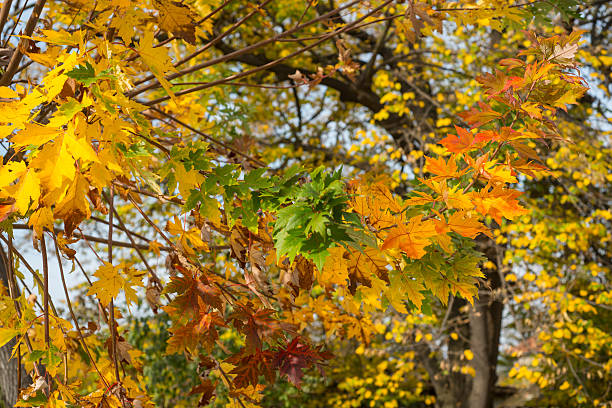 istock Autumn landscape and colorfull leafs 621691794