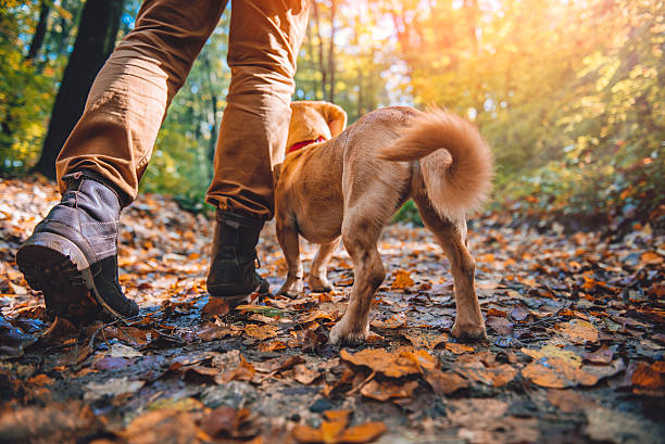 istock Man hiking in autumn forest with dog 621691820