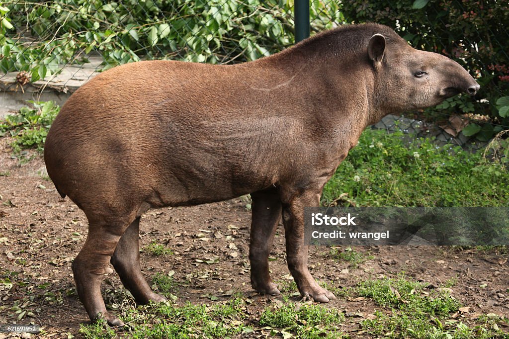 South American tapir (Tapirus terrestris). South American tapir (Tapirus terrestris), also known as the Brazilian tapir. Wildlife animal. Tapir Stock Photo