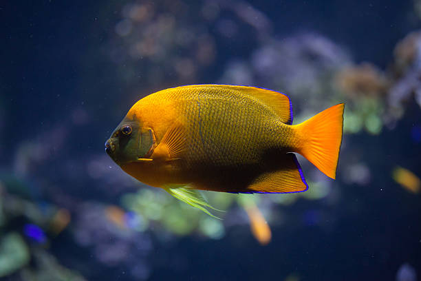 Clarion angelfish (Holacanthus clarionensis). Clarion angelfish (Holacanthus clarionensis). Marine fish. clarion angelfish photos stock pictures, royalty-free photos & images
