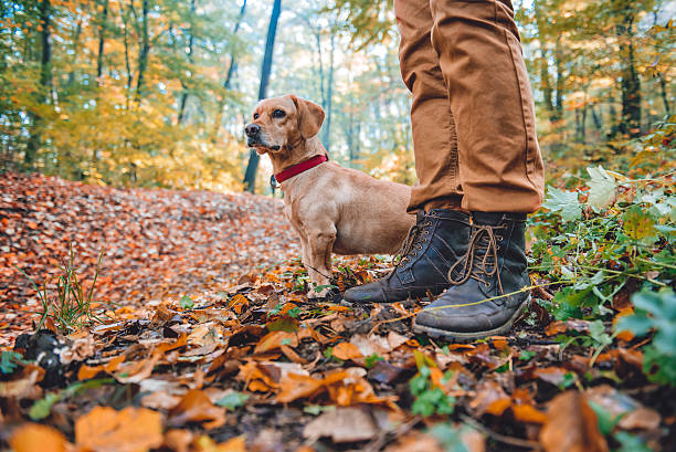 istock Man hiking in autumn forest with dog 621692146