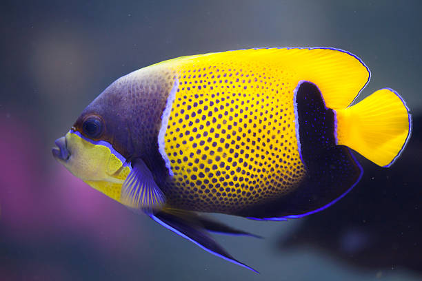 peixe-anjo-de-cinta-azul (pomacanthus navarchus) - euxiphipops navarchus - fotografias e filmes do acervo