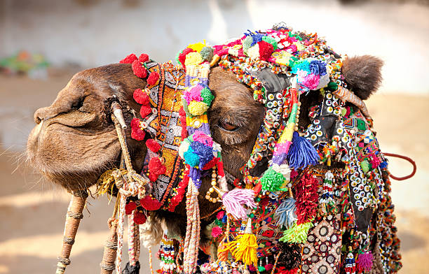 istock Decorated camel at the Pushkar fair. Rajasthan, India 621692252