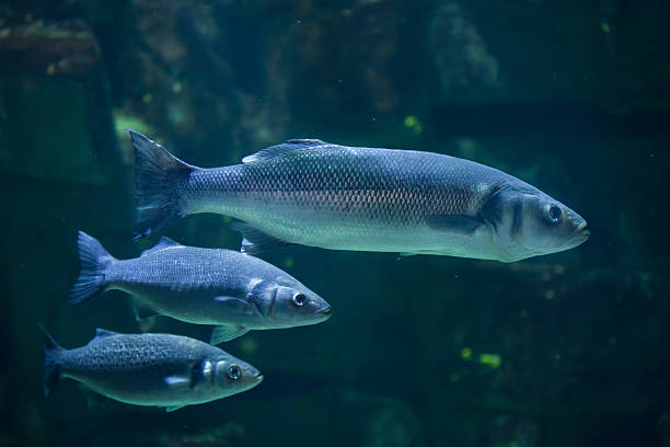 European seabass (Dicentrarchus labrax) European seabass (Dicentrarchus labrax), also known as the Mediterranean seabass. sea bass stock pictures, royalty-free photos & images