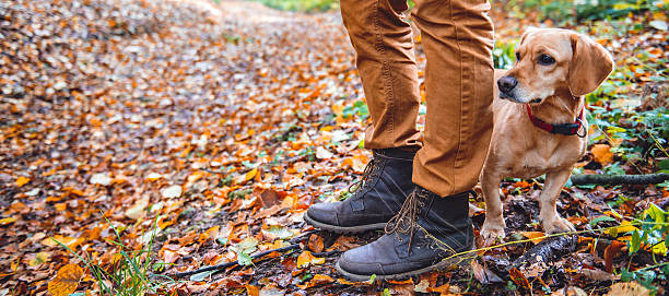 istock Man hiking in autumn forest with dog 621692384