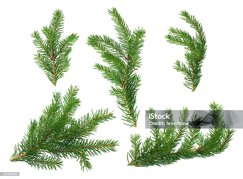 Several green fir branches Several green fir branches of different forms on a white background. Branch - Plant Part Stock Photo