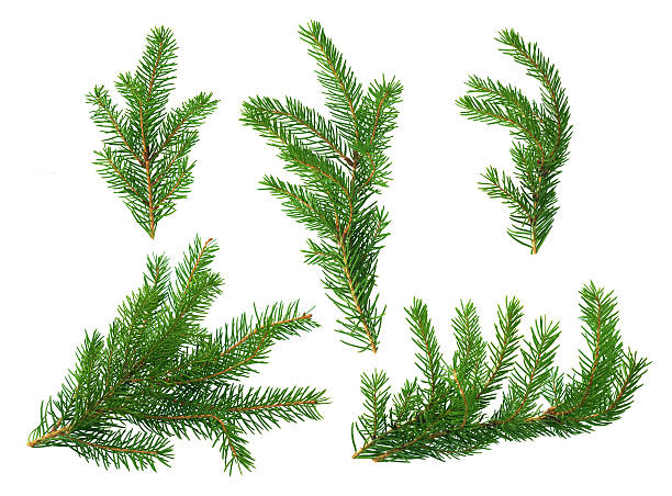 Several green fir branches Several green fir branches of different forms on a white background. evergreen stock pictures, royalty-free photos & images