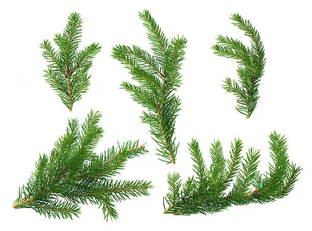 Several green fir branches of different forms on a white background.