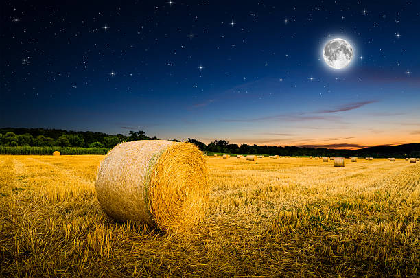 istock hay bales in the night. 621693416