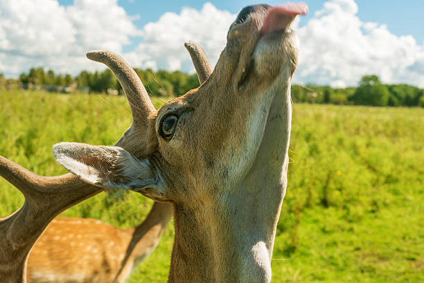 male deer grazing in field - hoby imagens e fotografias de stock