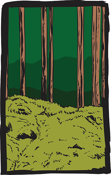 bildbanksillustrationer, clip art samt tecknat material och ikoner med framed postcard of forest with trail in sweden - skog sverige