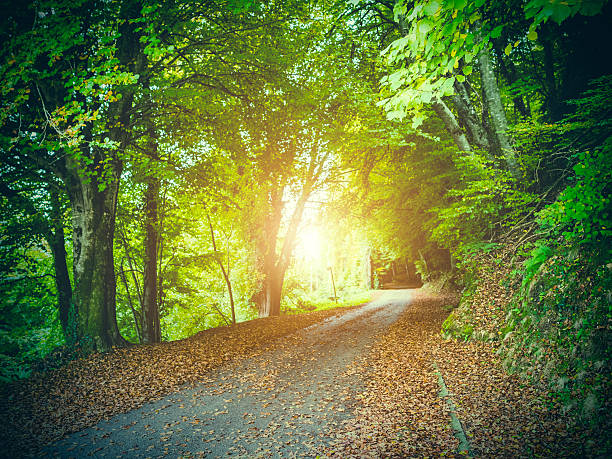 istock Beautiful road through forest in autumn 621696626