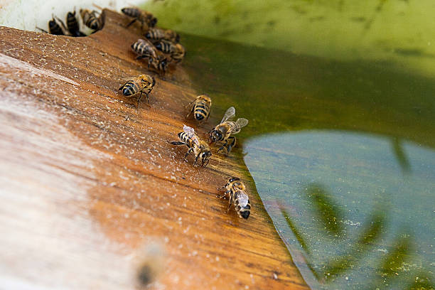 istock Bees drinking water at the summer. 621699186