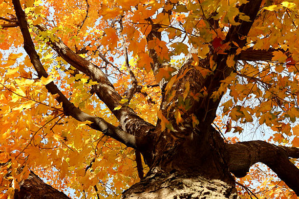 istock Bright Trees in the Morning Sun 621700002