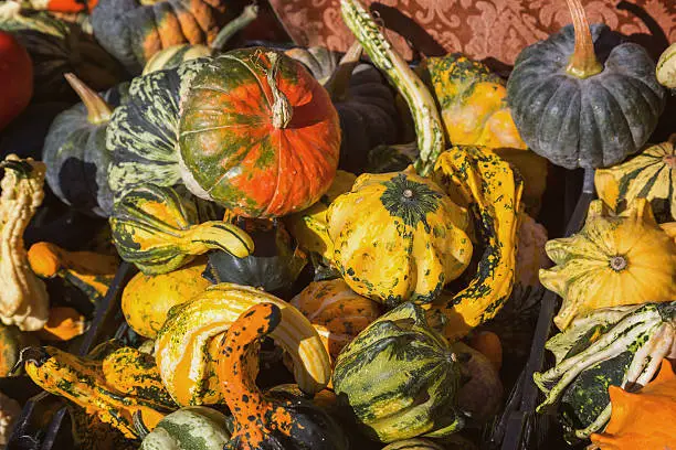 Photo of Different kinds of pumpkins in sunshine; Offer at weekly market