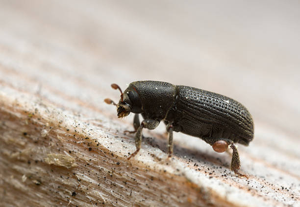 Hylastes barkbeetle on wood stock photo