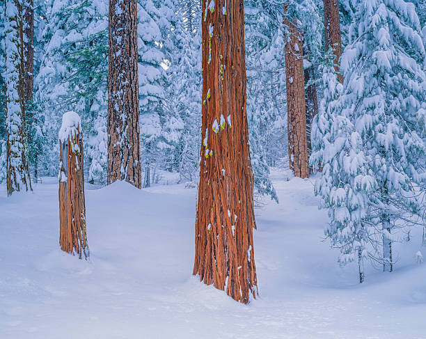 istock Winter snow In Yosemite National Park,CA 621701340