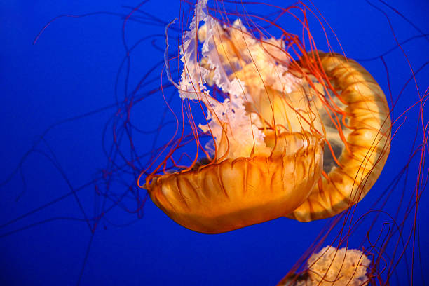 パシフィックシーネトルクラゲ(クリサオーラ・フセスセン) - scyphozoa ストックフォトと画像